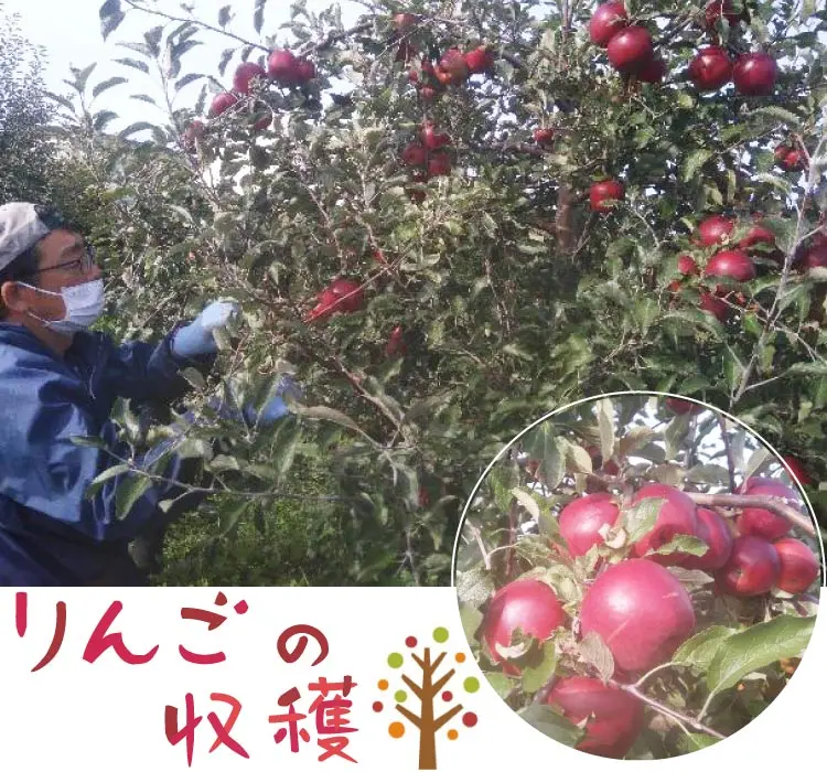 りんごの収穫