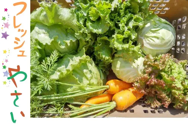 無農薬栽培の野菜