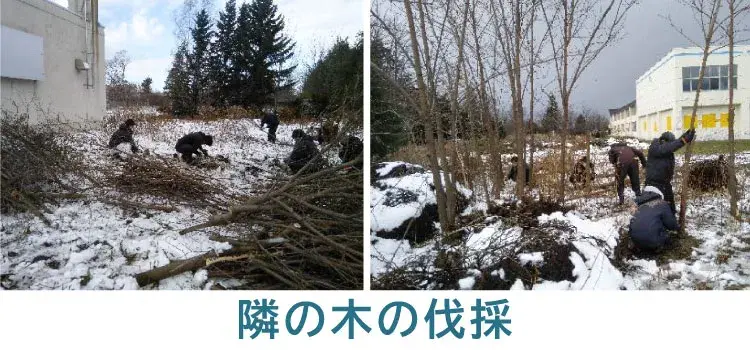 木の伐採作業