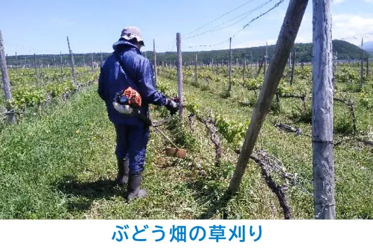 ぶどう畑の草刈り