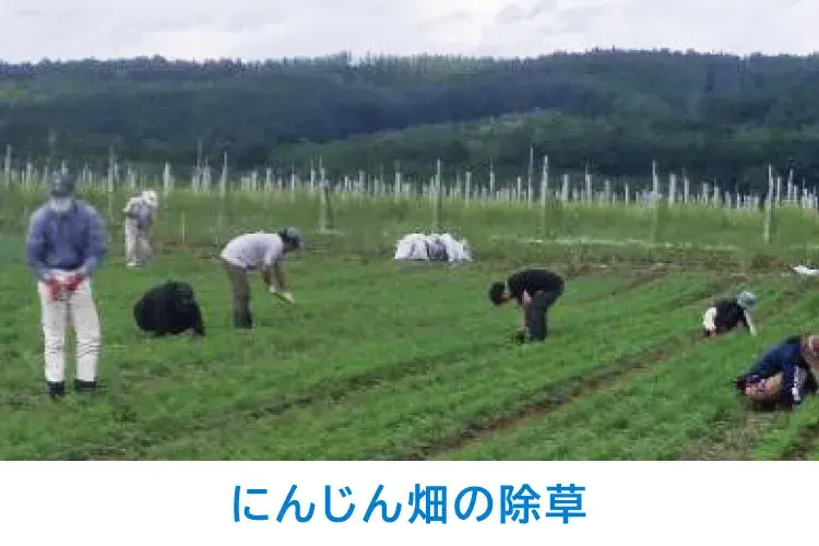 人参畑の除草