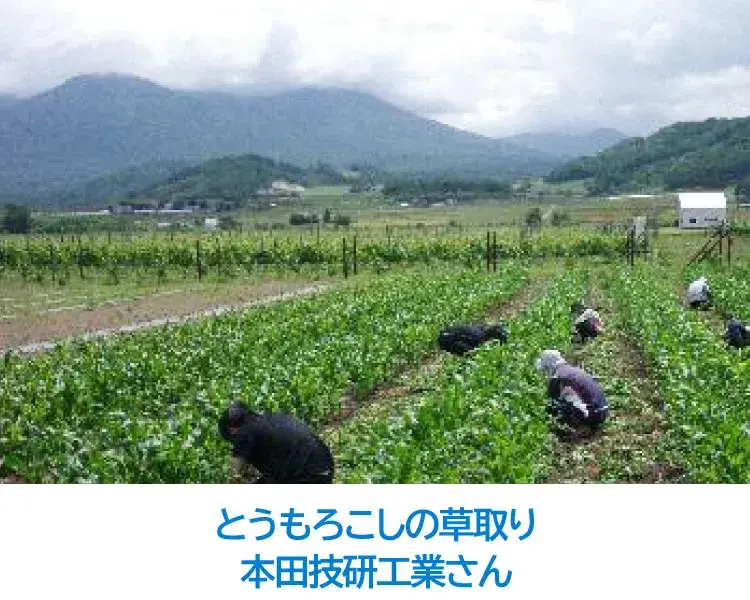 とうもろこし畑の草取り