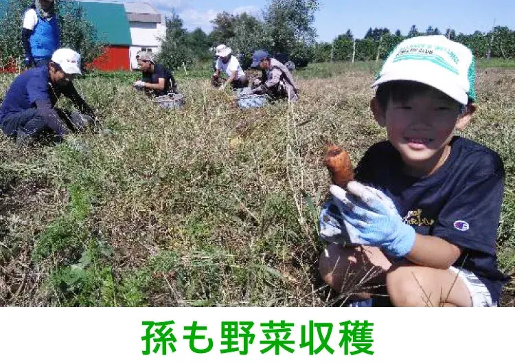 野菜の収穫