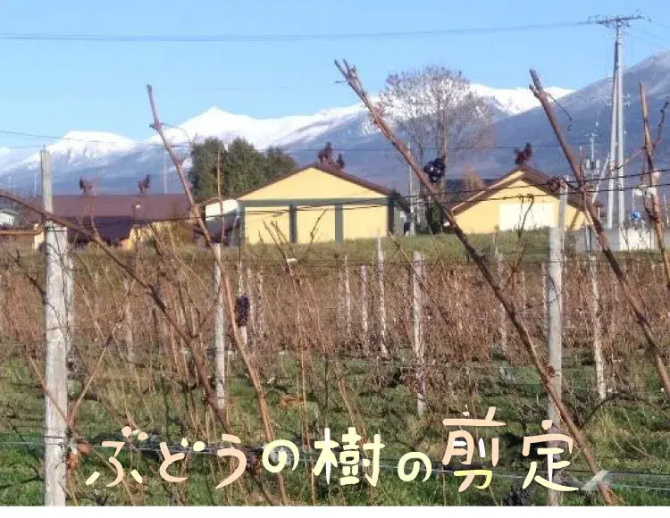 ぶどうの樹の剪定