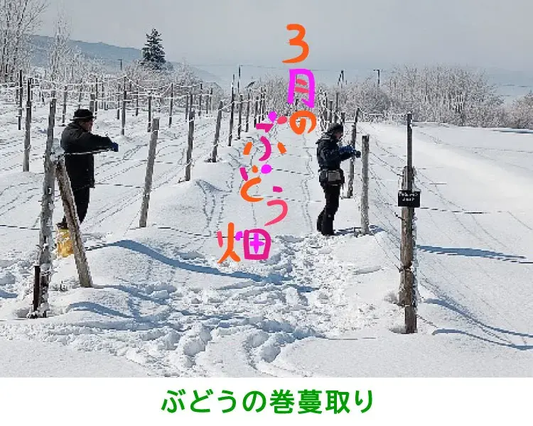 ぶどうの巻蔓取り