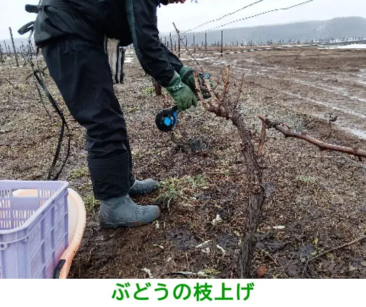 ぶどう樹の枝上げ