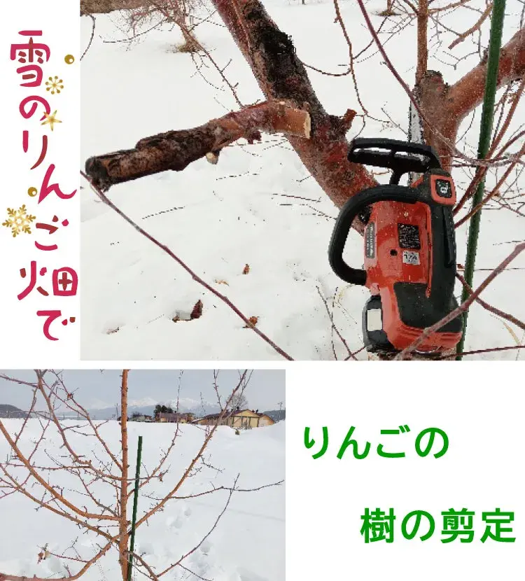 りんごの樹の剪定