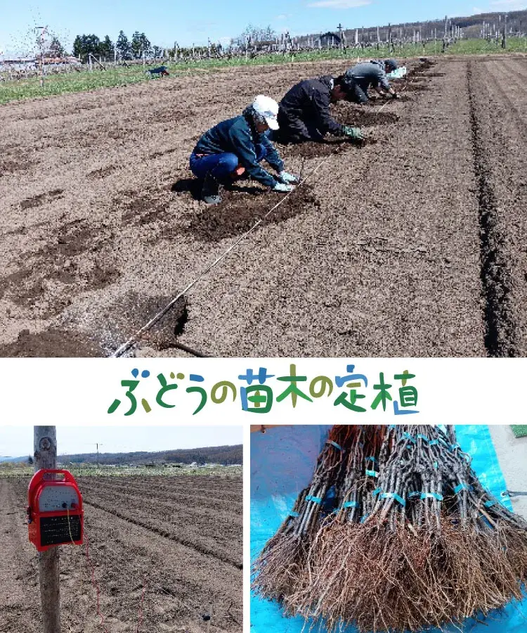 ワイン用ぶどうの苗木
