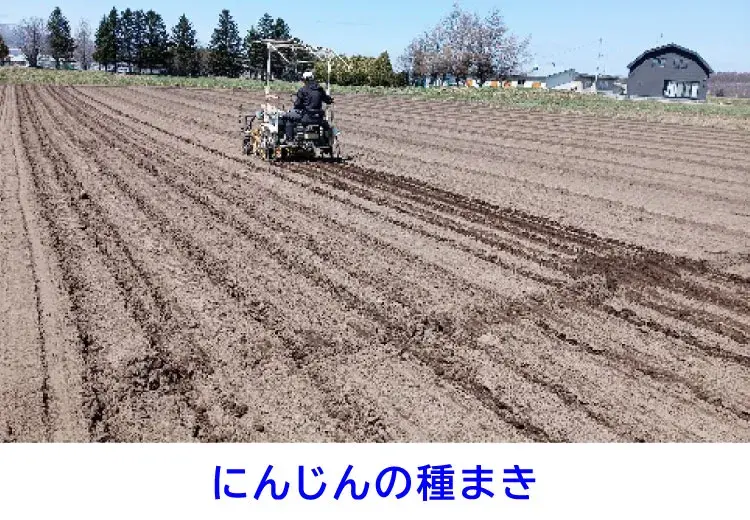 人参の種まき