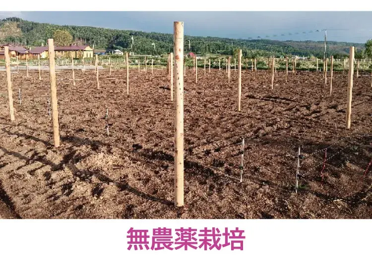 無農薬栽培