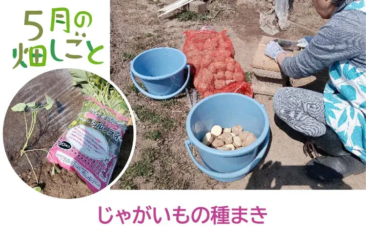 じゃがいもの種