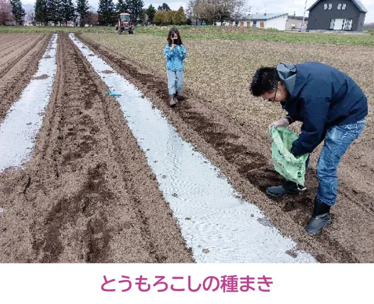 とうもろこしの種まき