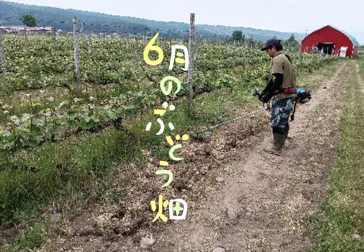 6月のぶどう畑