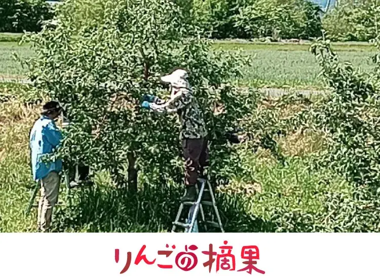 りんごの摘果作業