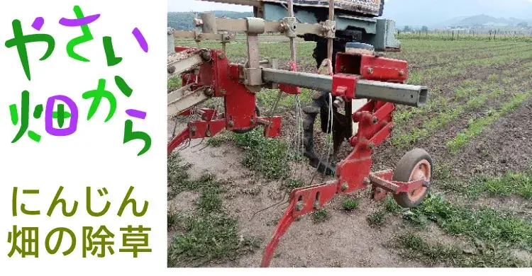 にんじん畑に除草機