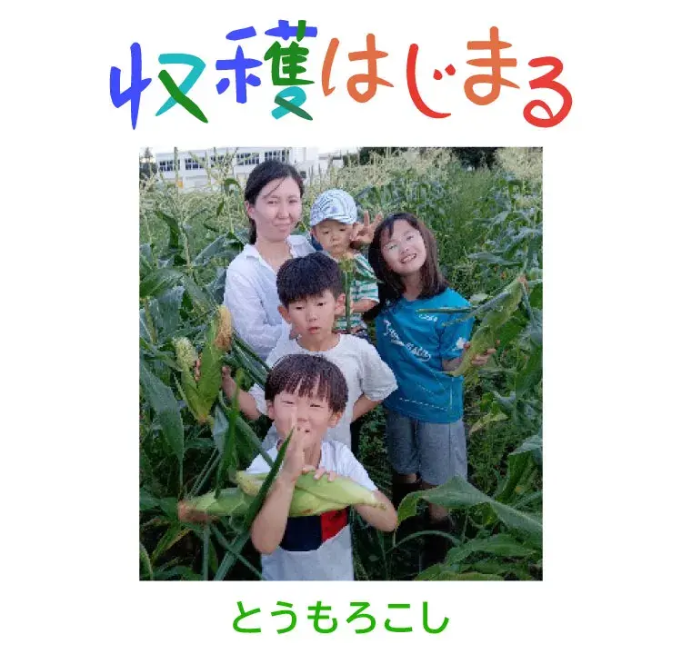 とうもろこしの収穫