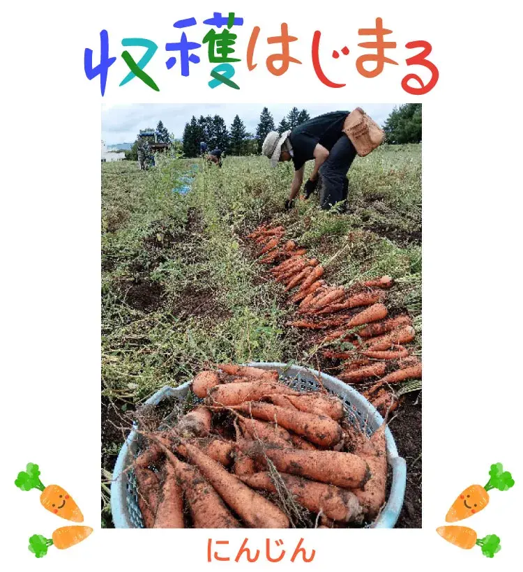 人参の収穫作業