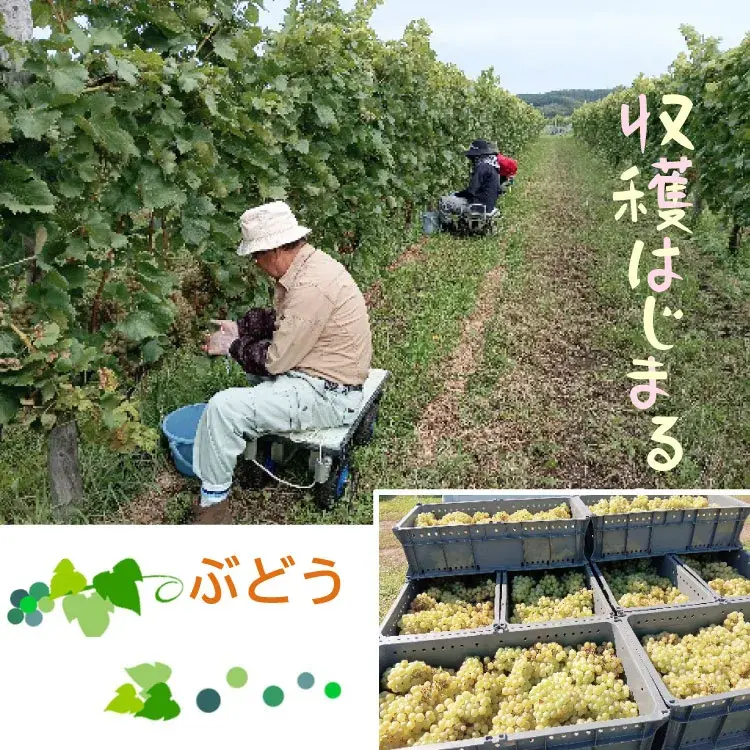 ぶどうの収穫
