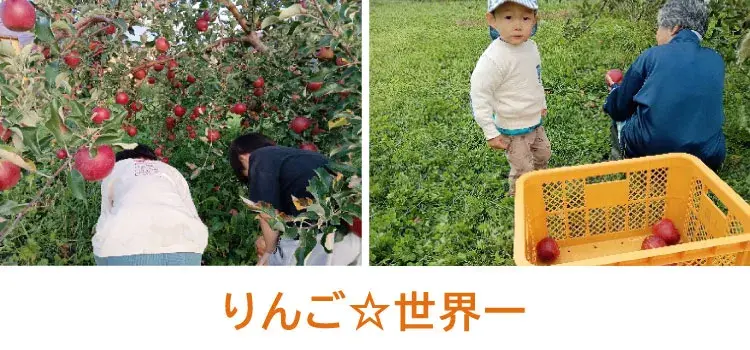 世界一というりんごの樹
