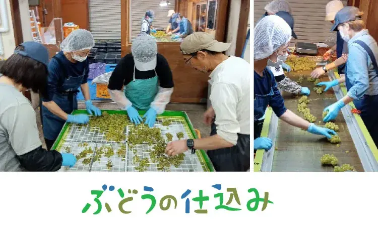 ぶどうの収穫と仕込み