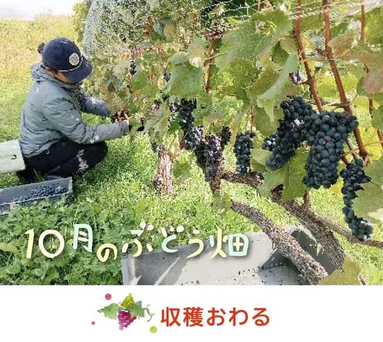 ぶどうの収穫