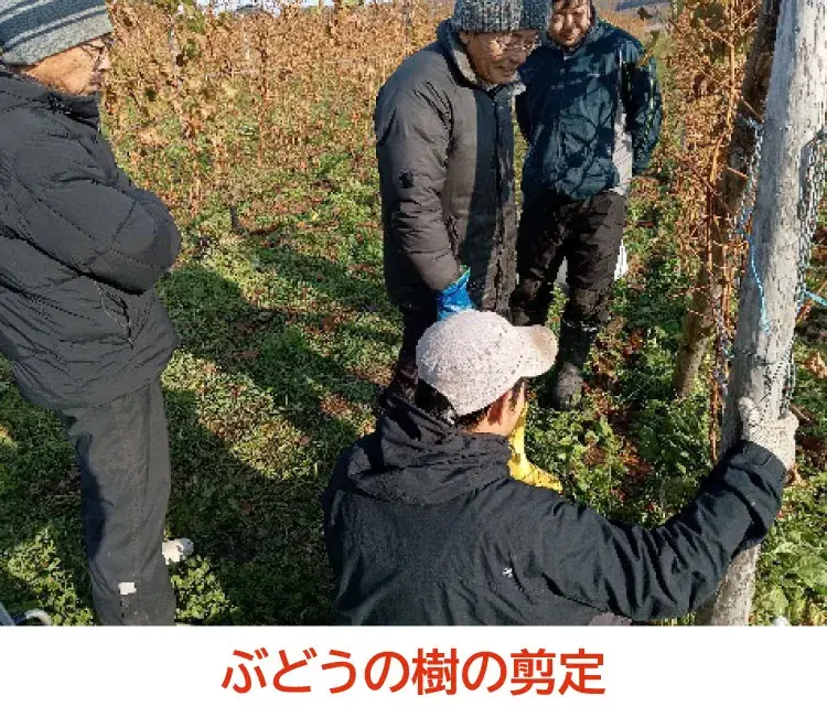ぶどうの剪定