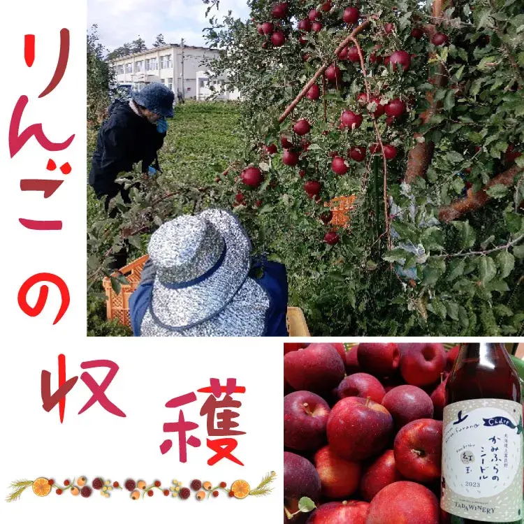 紅玉りんごの収穫