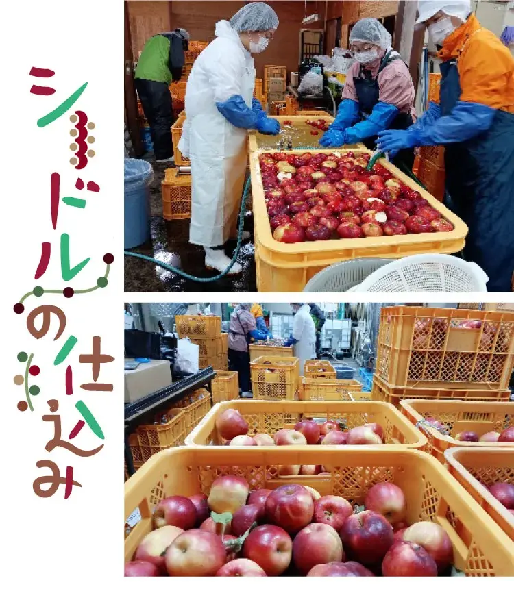 シードルの仕込み