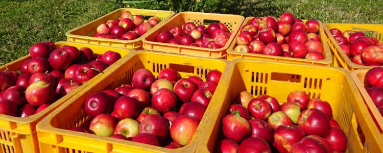 紅玉りんご収穫