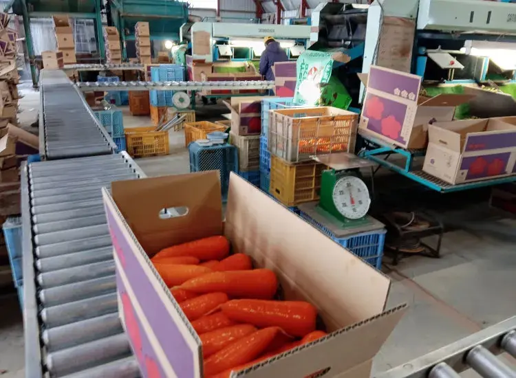 北海道産にんじん