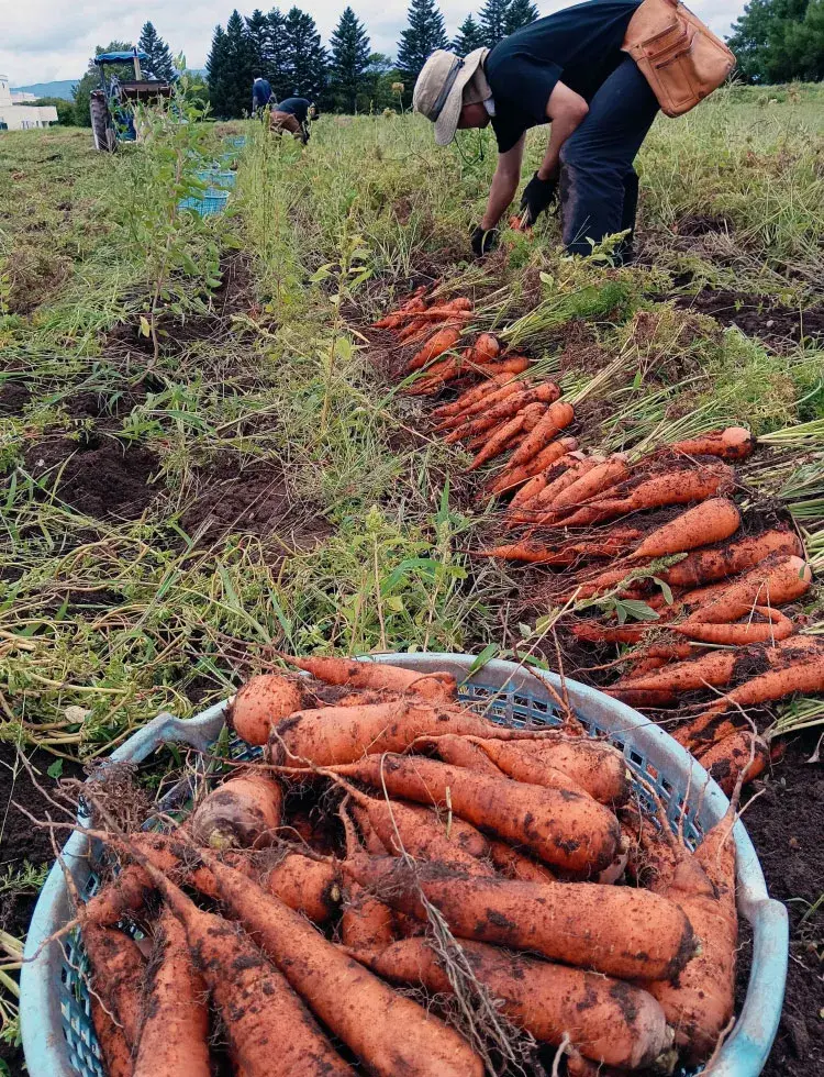 にんじん収穫