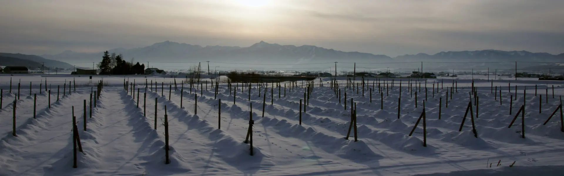 冬のワイン用ぶどう畑